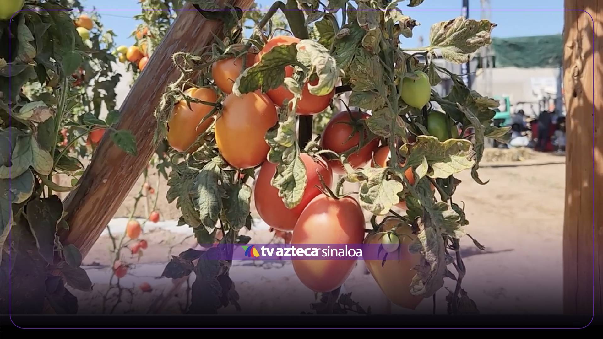 Temen golpe a productores de tomate por recorte de presupuesto sanitario