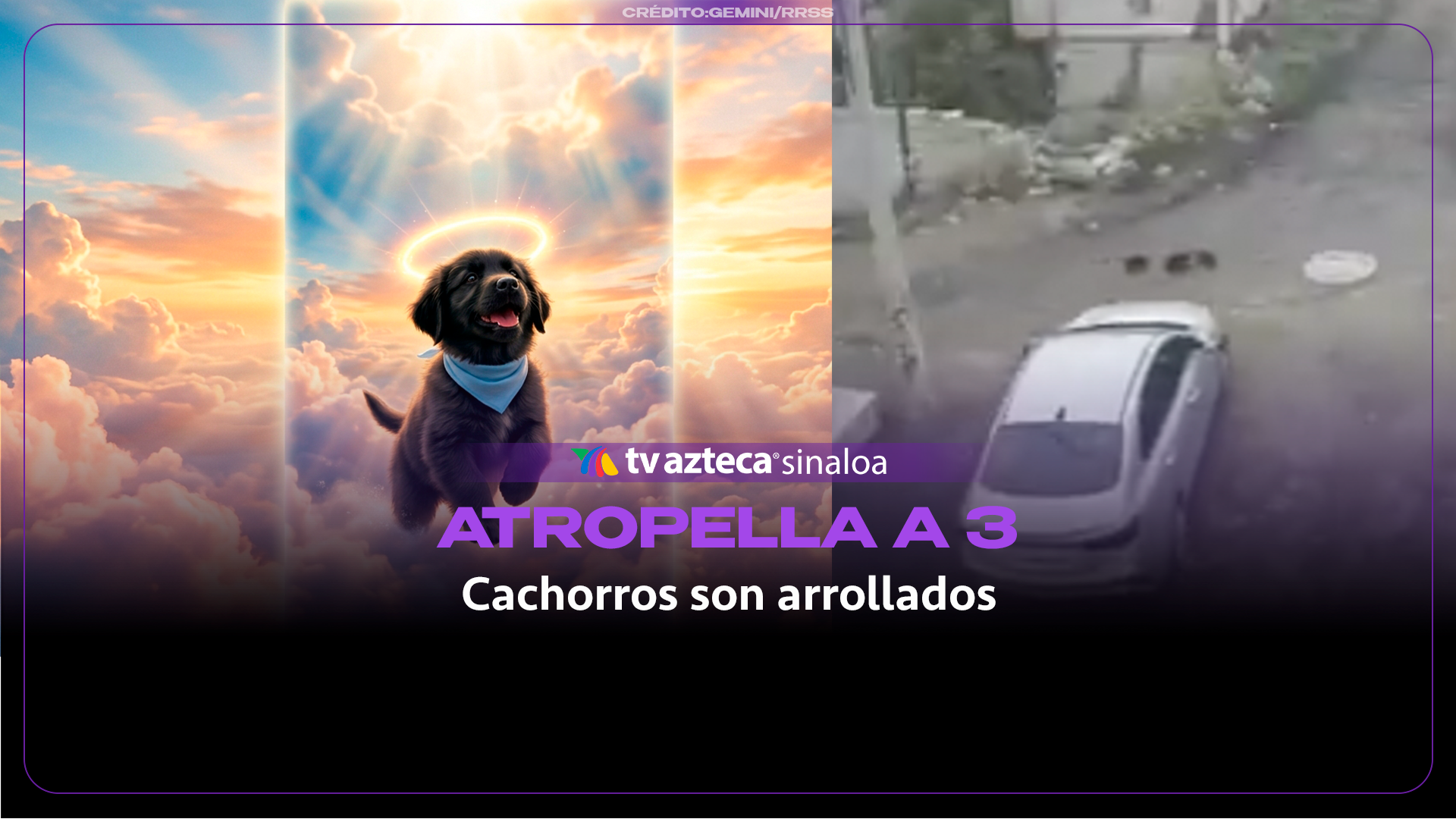 VIDEO| ¡Uno perdió la vida! Conductor imprudente atropella a tres cachorros
