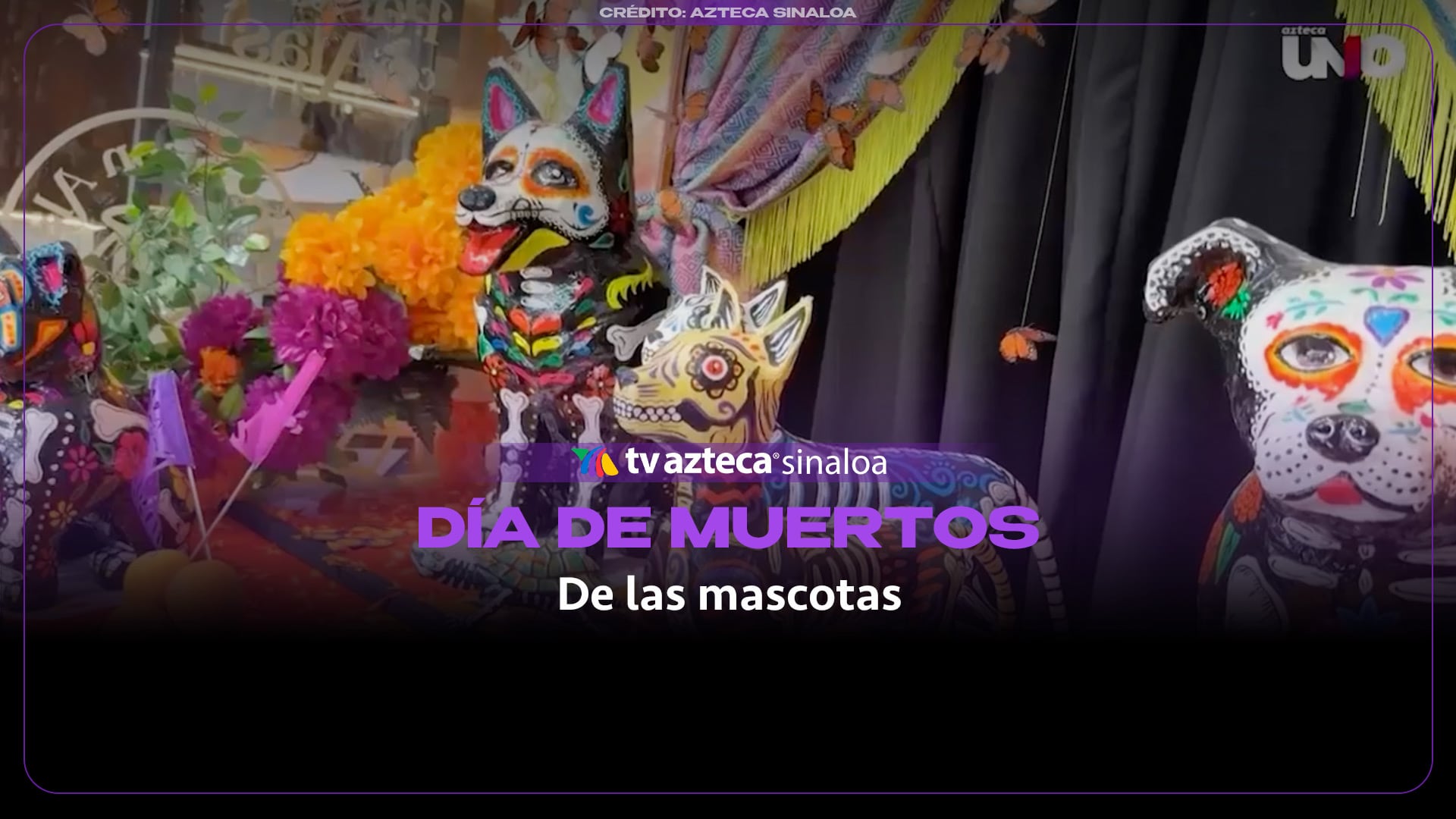 VIDEO | Celebran el día de muertos para mascotas en Culiacán con un altar