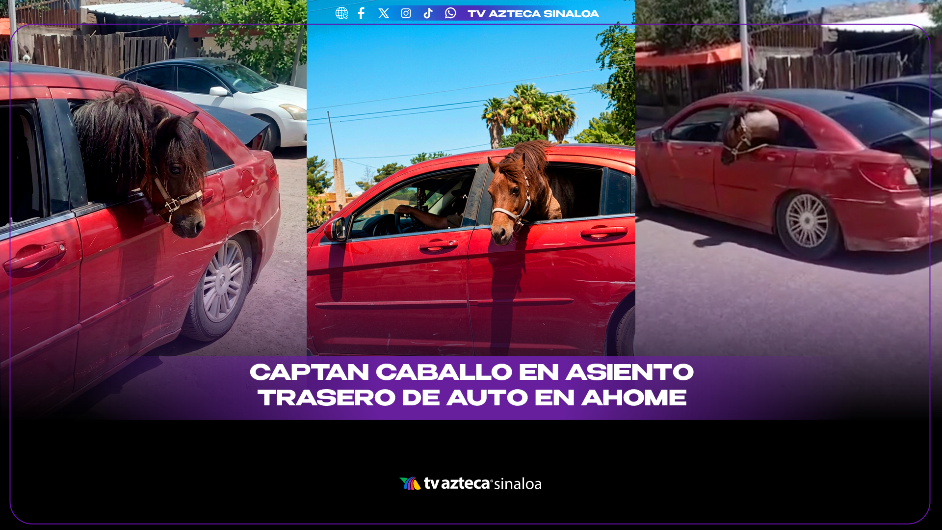 VIDEO| ¡De paseo al parque! Caballo viaja en el asiento trasero de un auto en Ahome