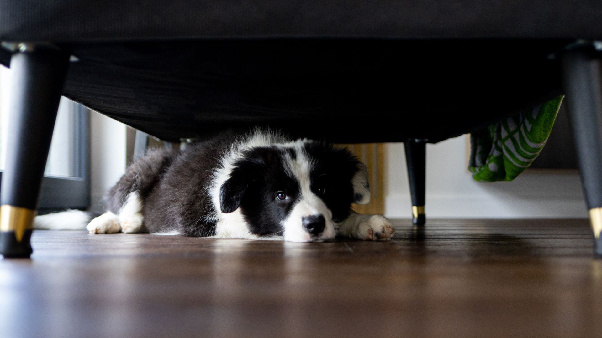perro