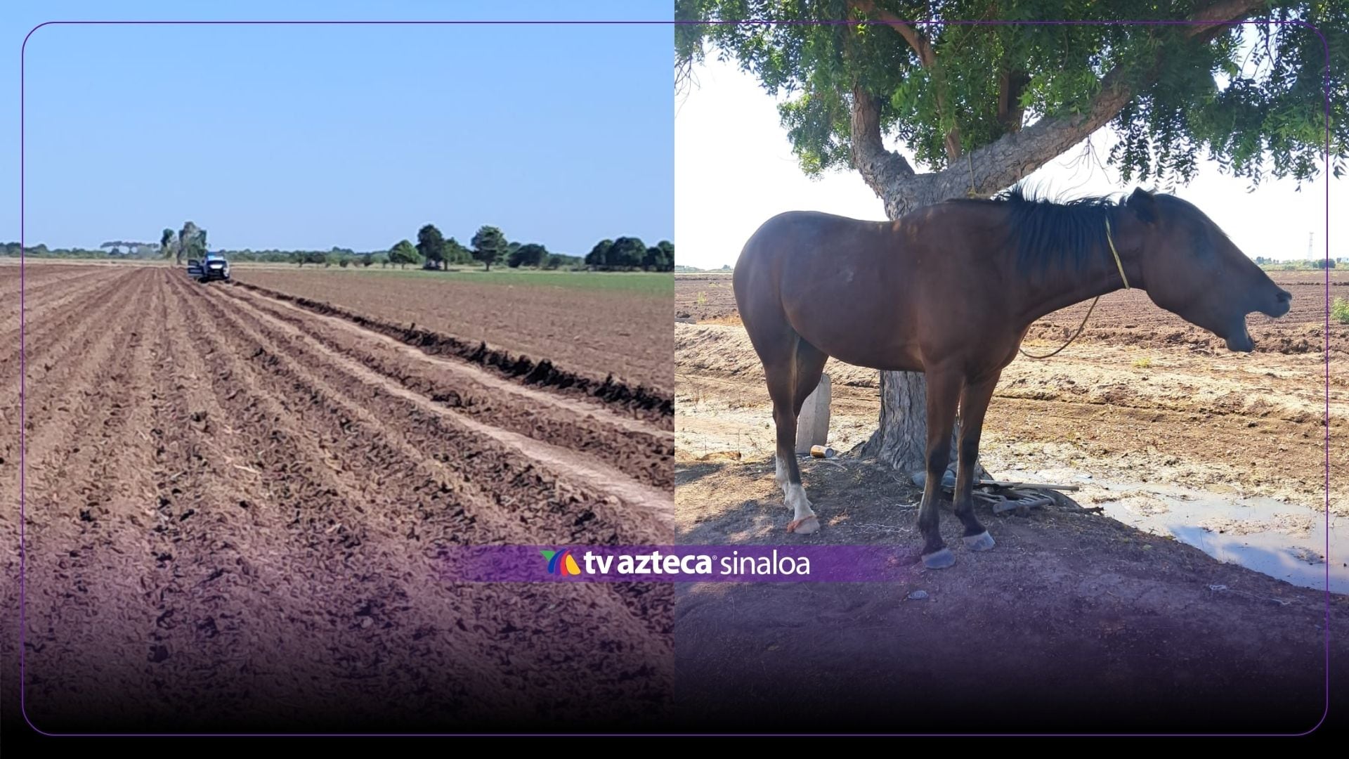 Hombre cae de su caballo y pierde la vida en tierras agrícolas de Ahome
