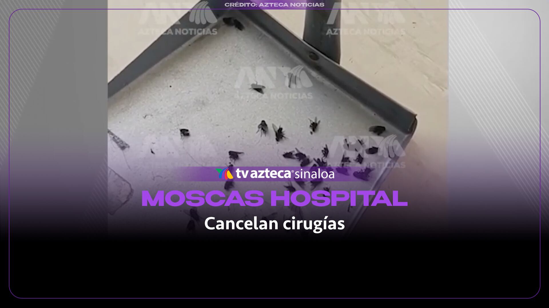 Plaga de moscas paraliza cirugías en hospitales del país