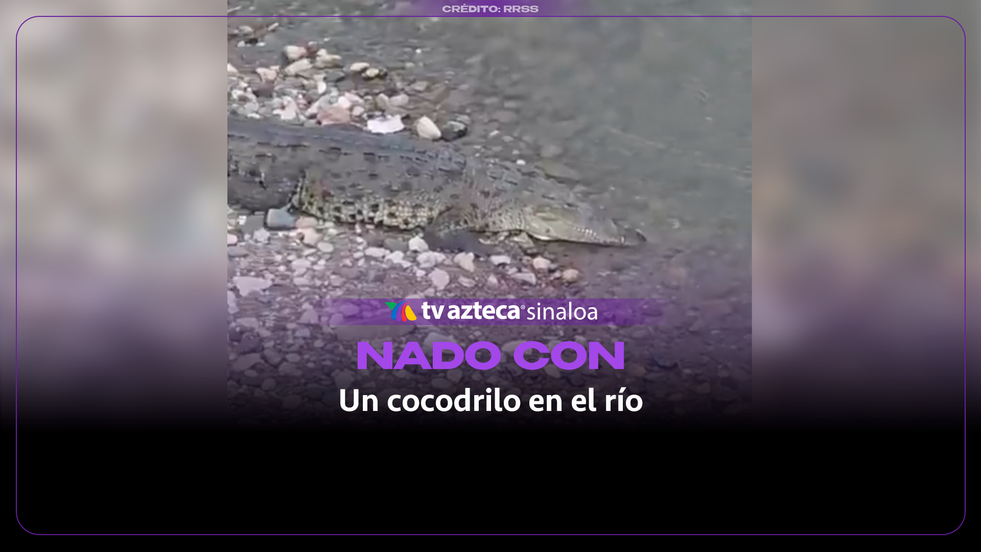 VIDEO| ¡Se metió a nadar con él! Hombre desafía a un cocodrilo en un río