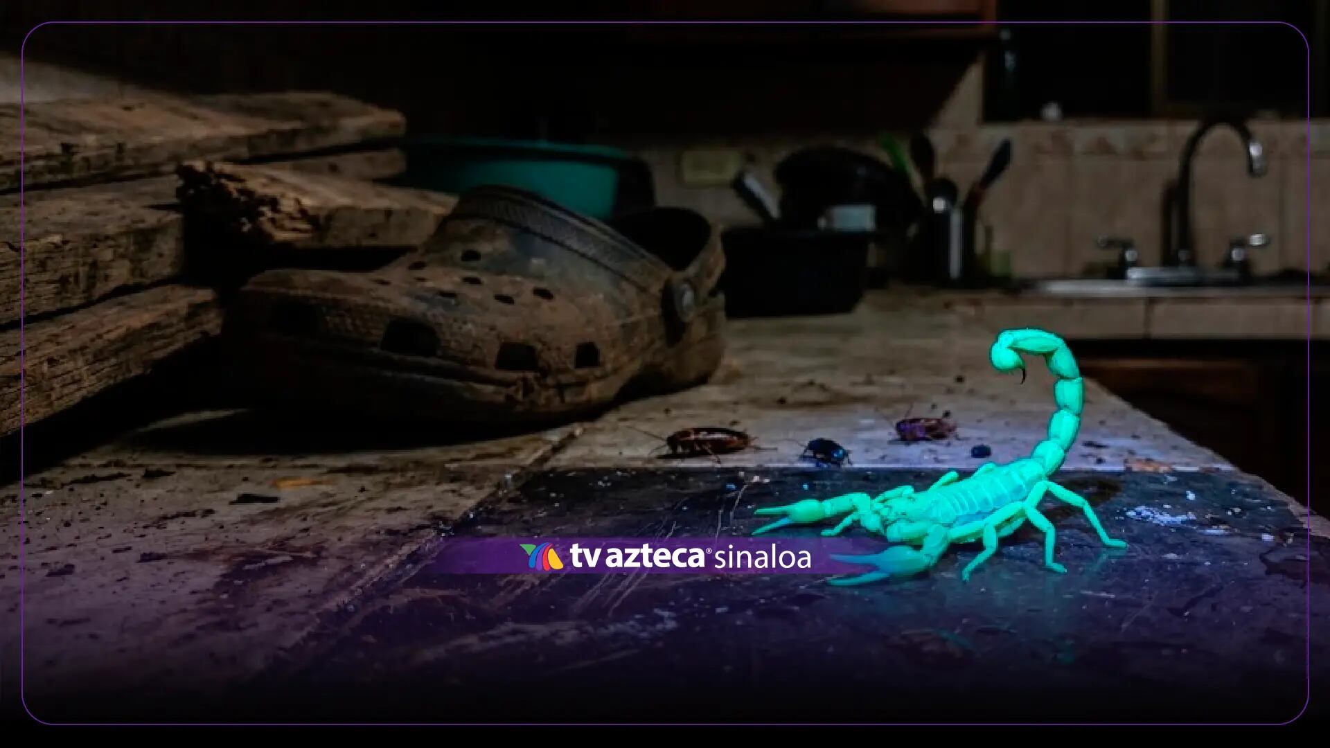 ¿Por qué aparecen más alacranes durante la temporada de lluvias y dónde se esconden?