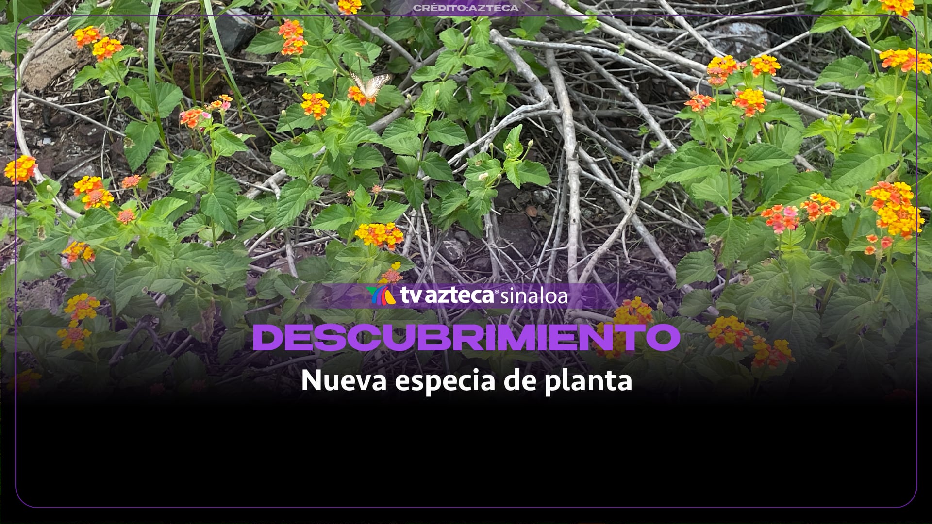 VIDEO| Descubren en Sinaloa una nueva especia de planta