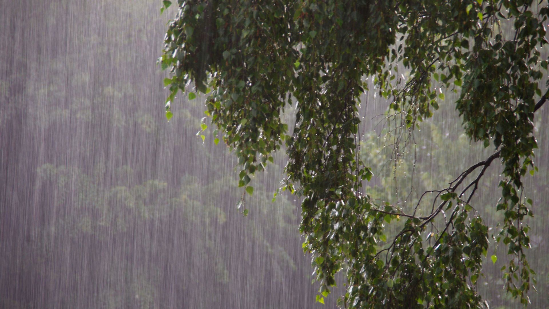 Lluvias