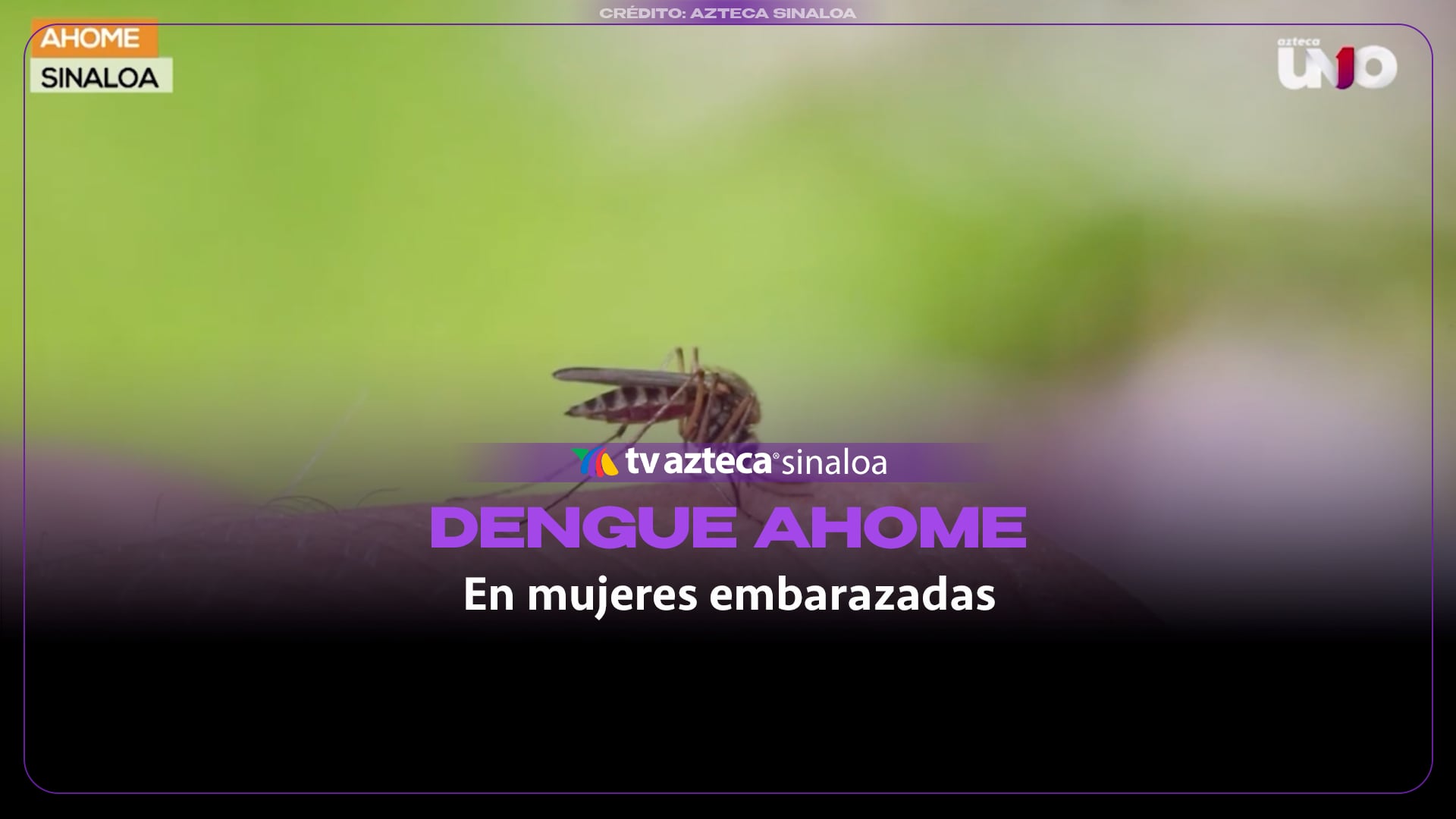 VIDEO| Dengue en Ahome: embarazadas se suman a la lista de casos
