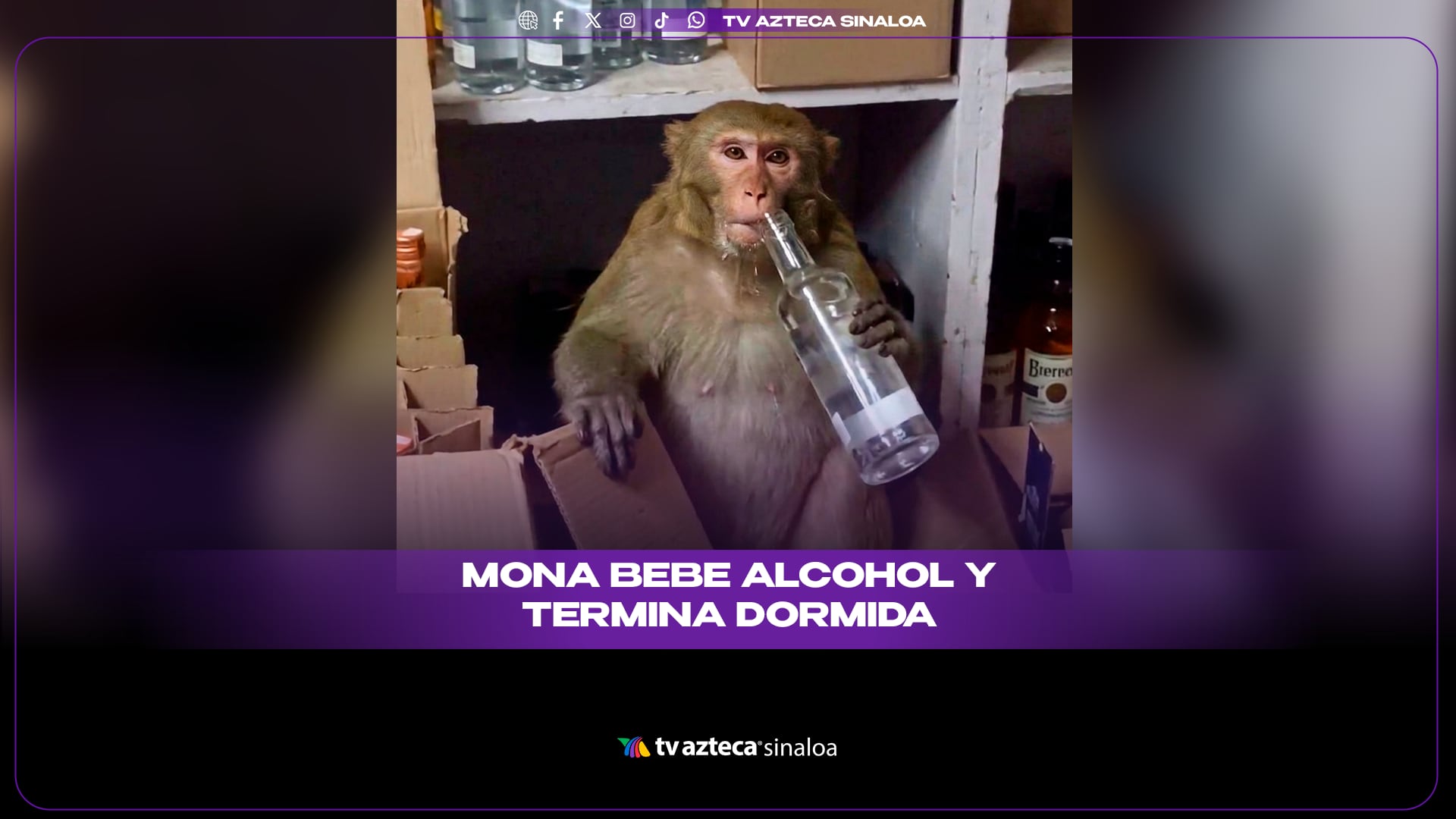 VIDEO| ¡La cruda que le espera! Mona embarazada entra a tienda, bebe vodka y se queda dormida