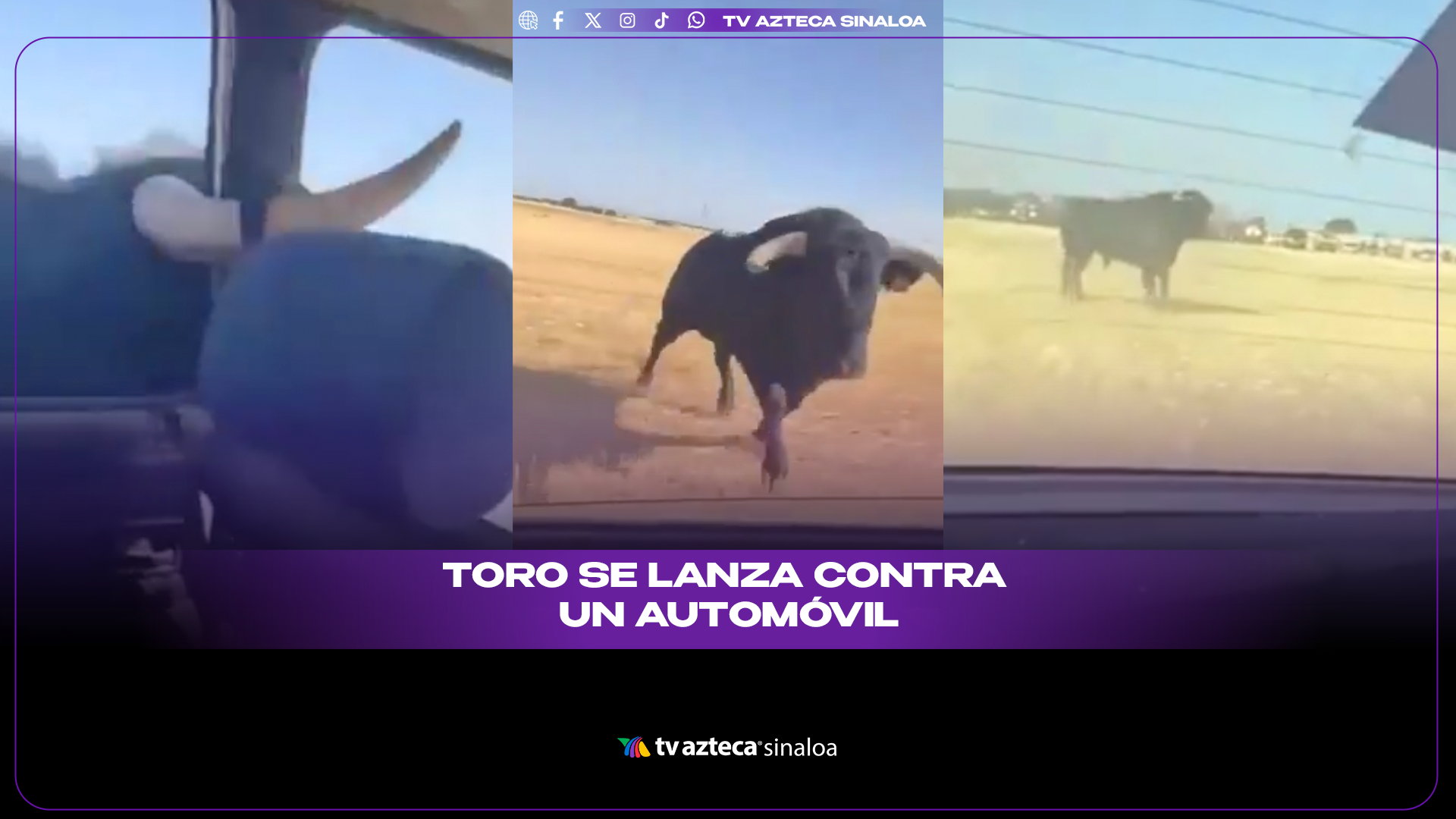 VIDEO| ¡Rompió la ventana! Toro se lanza contra automóvil