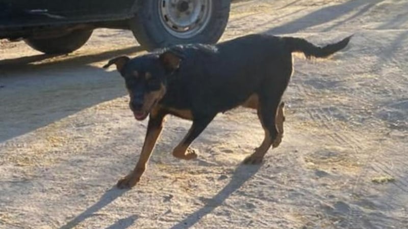 Perrita Leidy