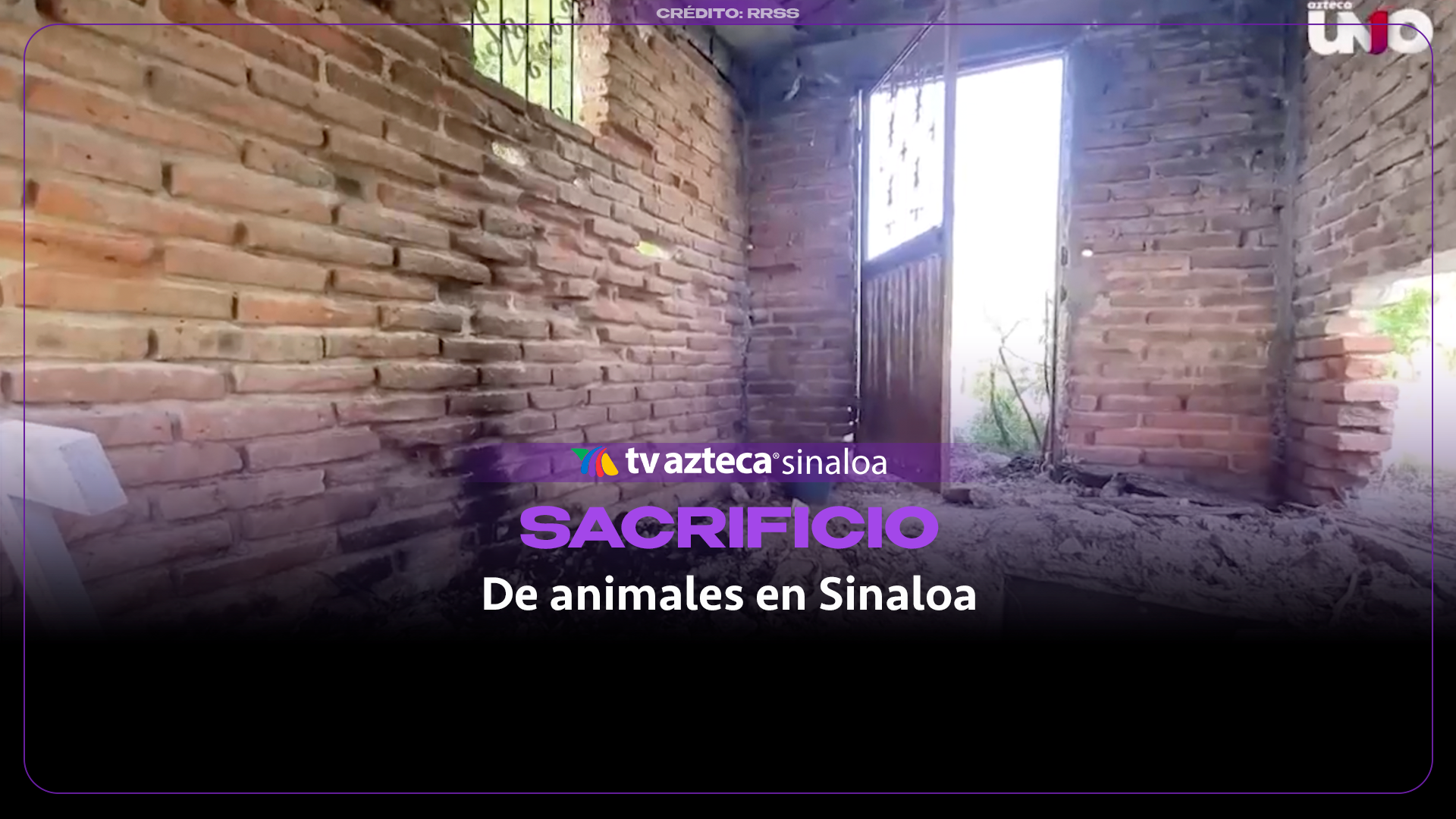 VIDEO| Alerta en Sinaloa por sacrificios de gatos en Halloween y Día de Muertos