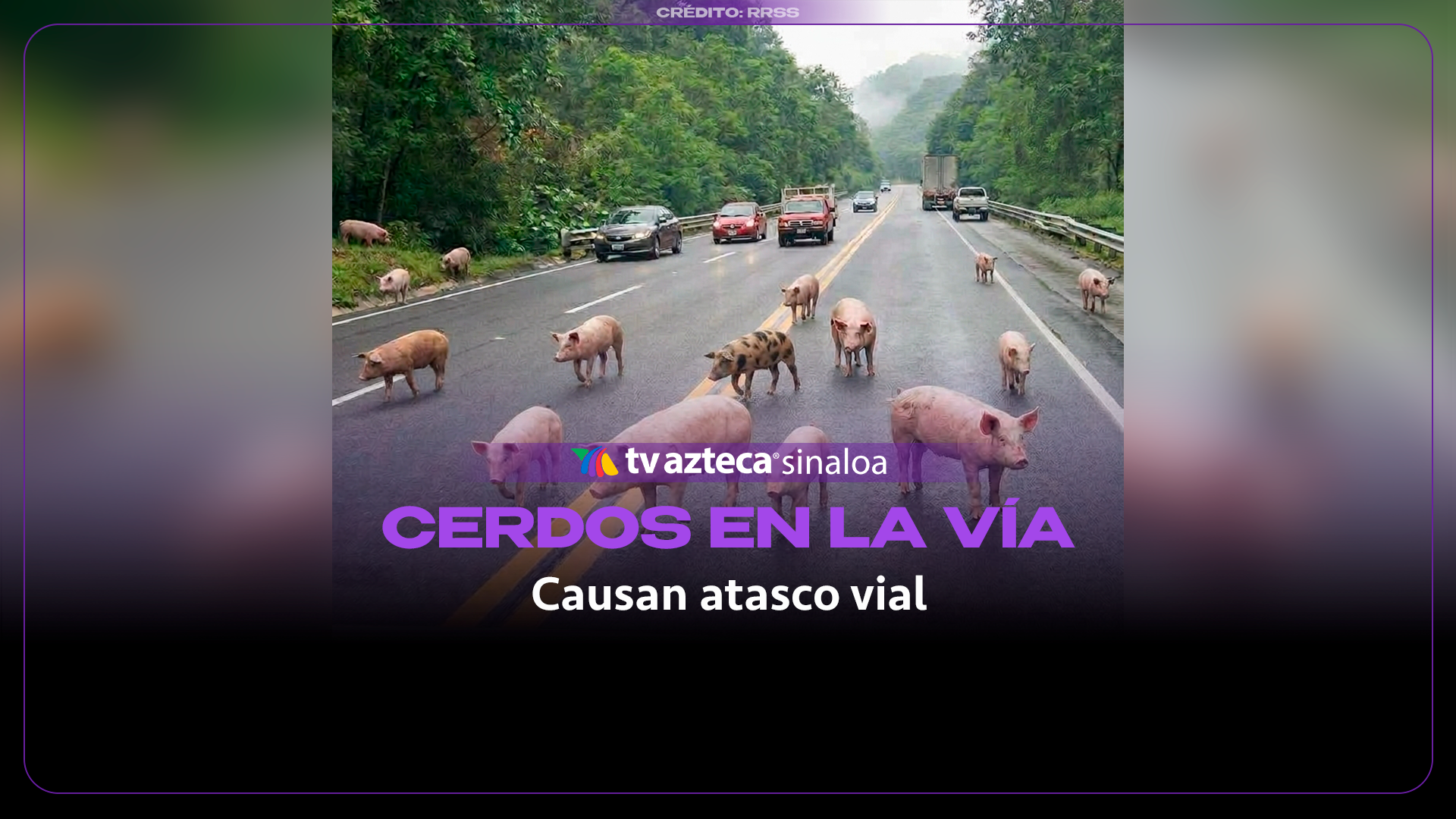 VIDEO| Decenas de cerditos invadieron la carretera tras desprenderse la caja de una camioneta