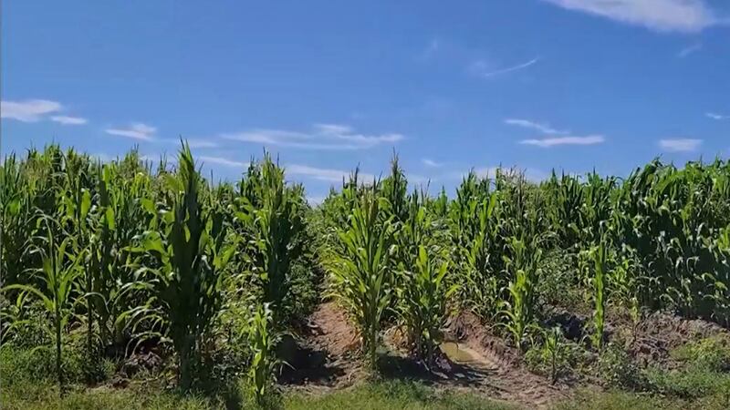 Campos de cultivo en Sinaloa