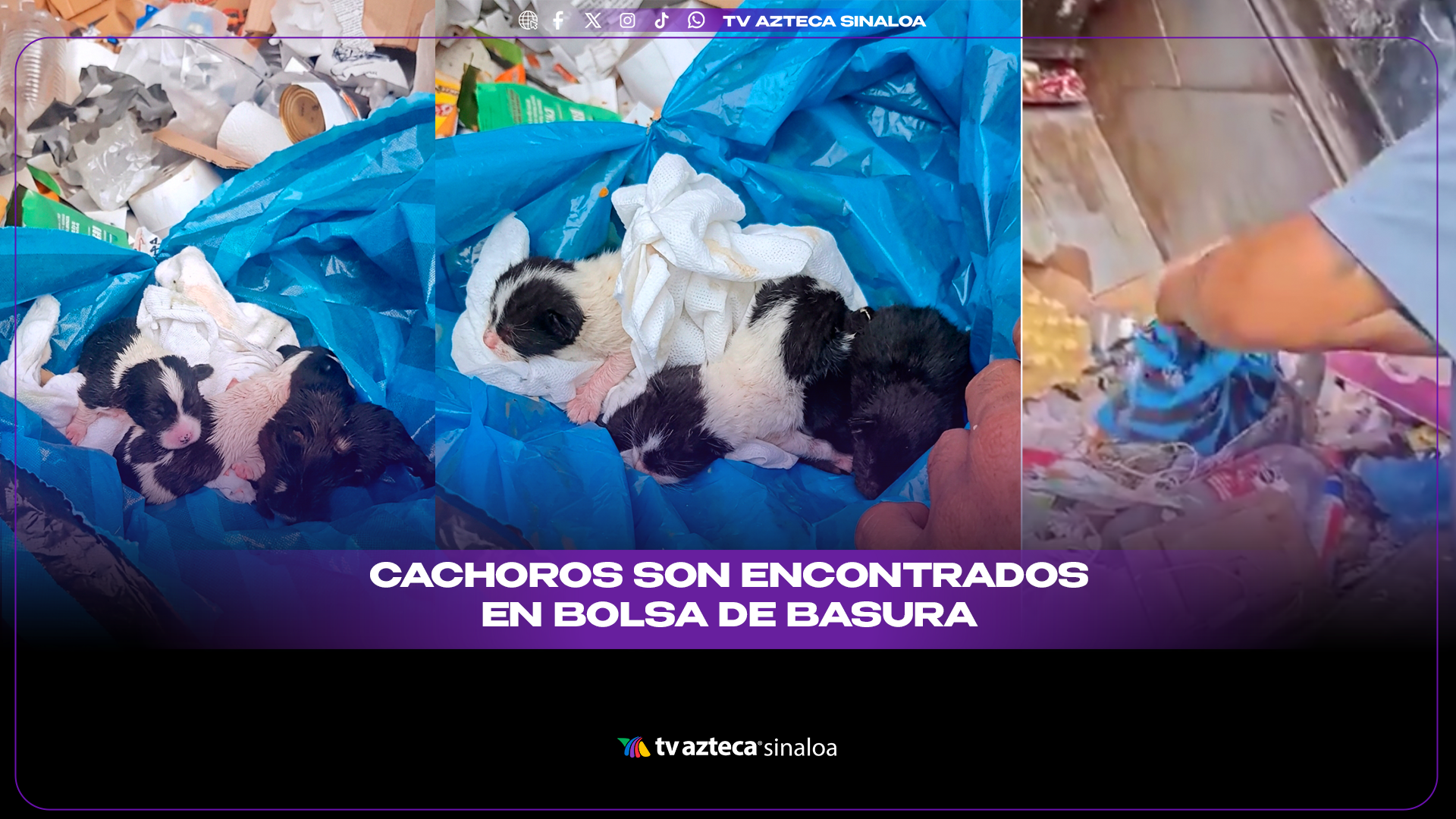 VIDEO|¡Casi los tr1turan! Tres cachorros recién nacidos son encontrados en un camión de basura