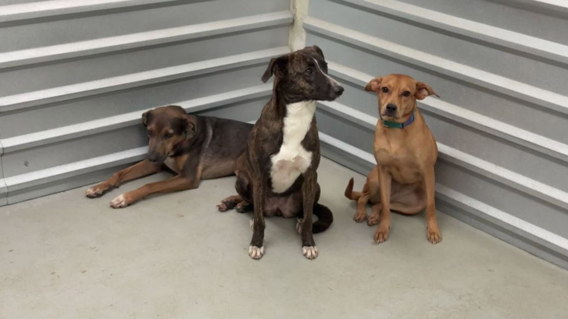 Perros-Maltrato animal animales en Culiacán..jpg