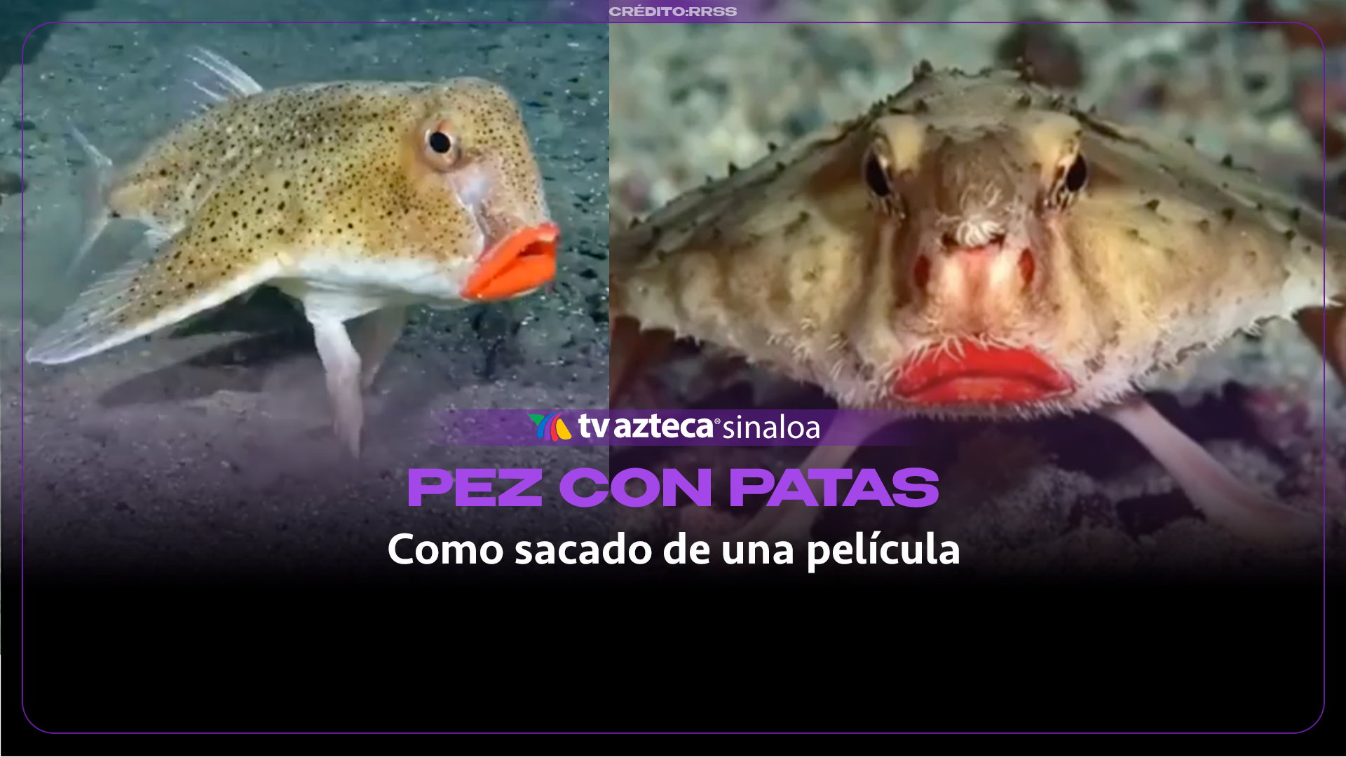 VIDEO| ¡Tiene patas! Captan al pez con labios rojos en las profundidades del océano