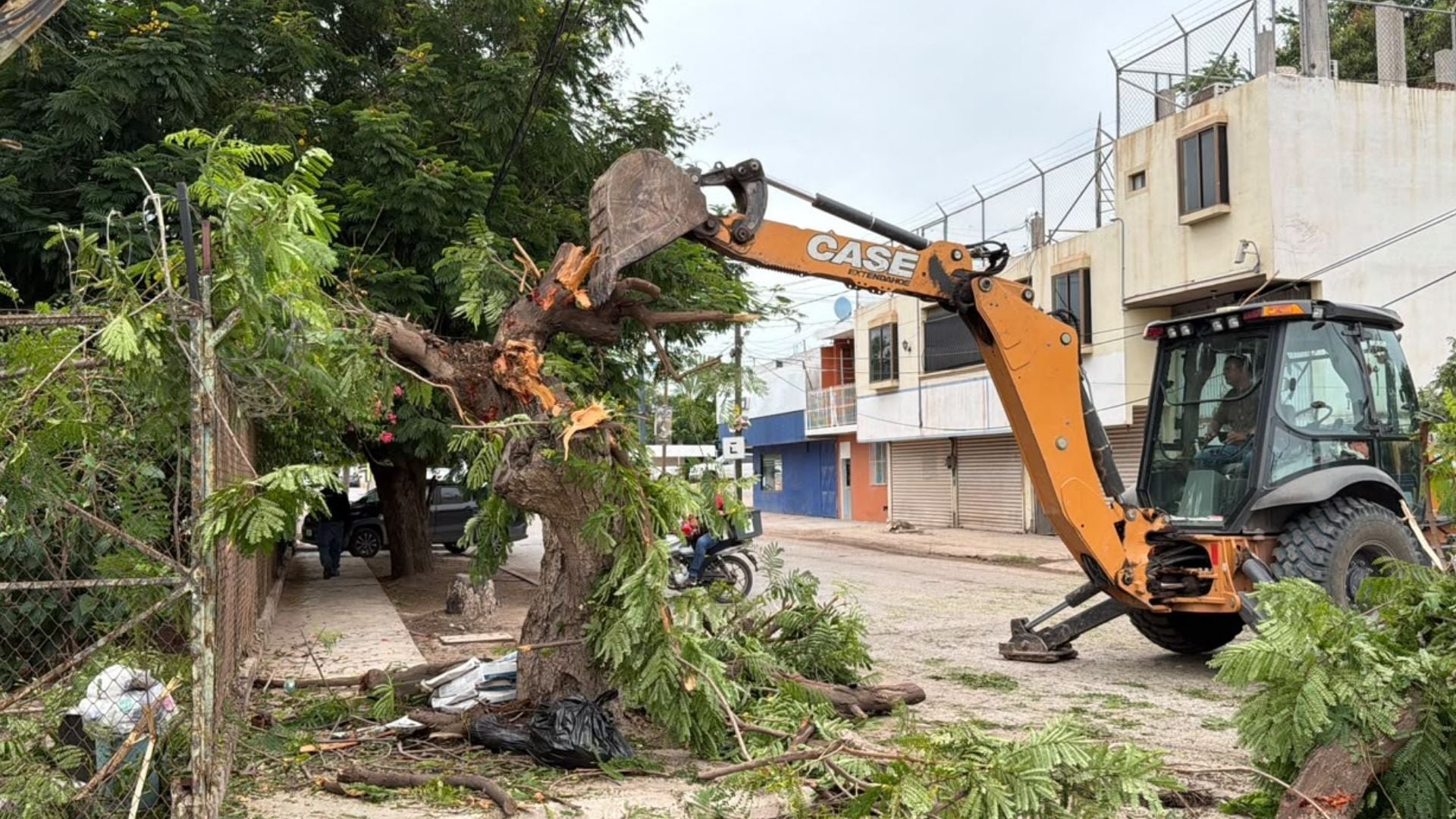 ¡Adiós a los árboles! Vecinos denuncian presunto ecocidio en Los Mochis