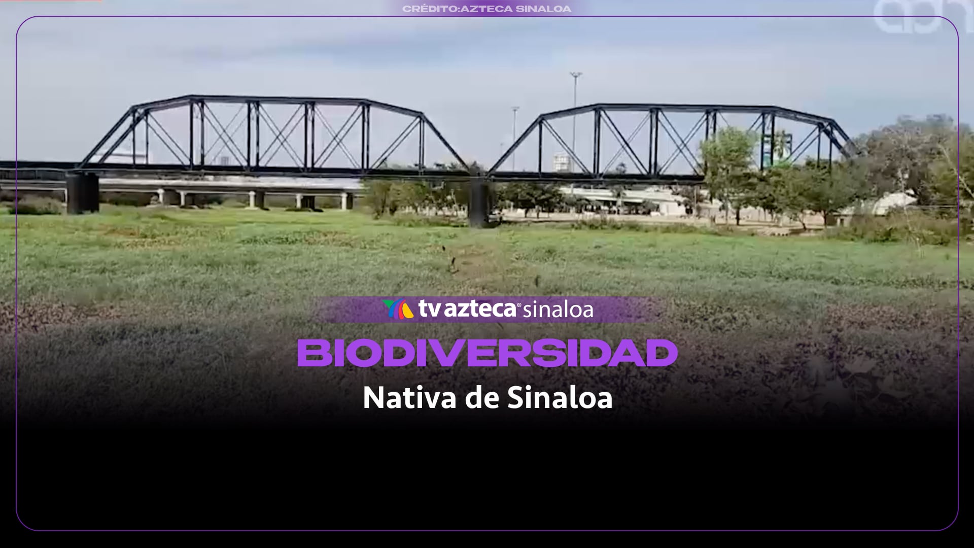 VIDEO| Reforestación en Sinaloa y la importancia de plantar árboles nativos